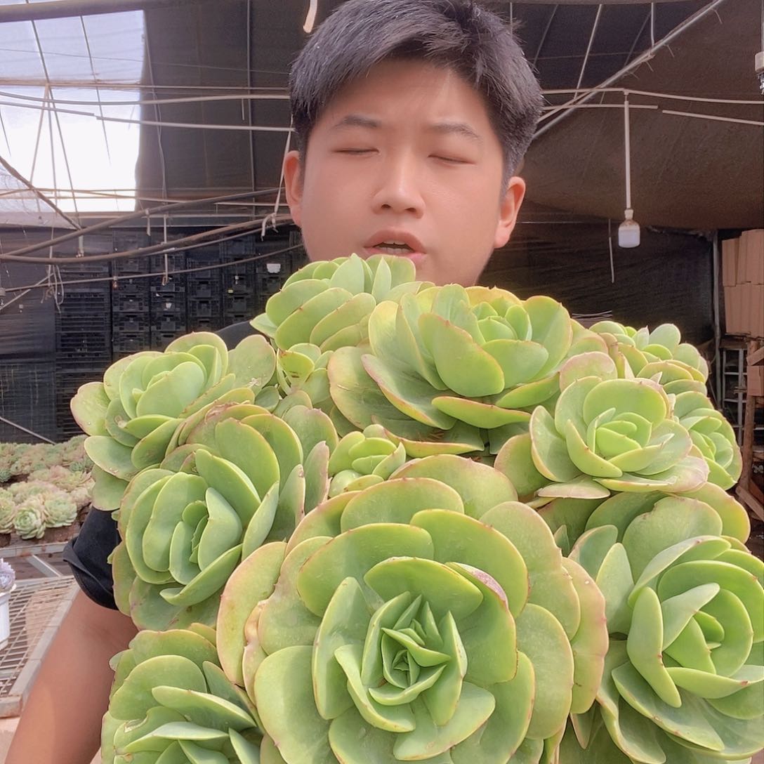 超大号鸡蛋碧桃特价