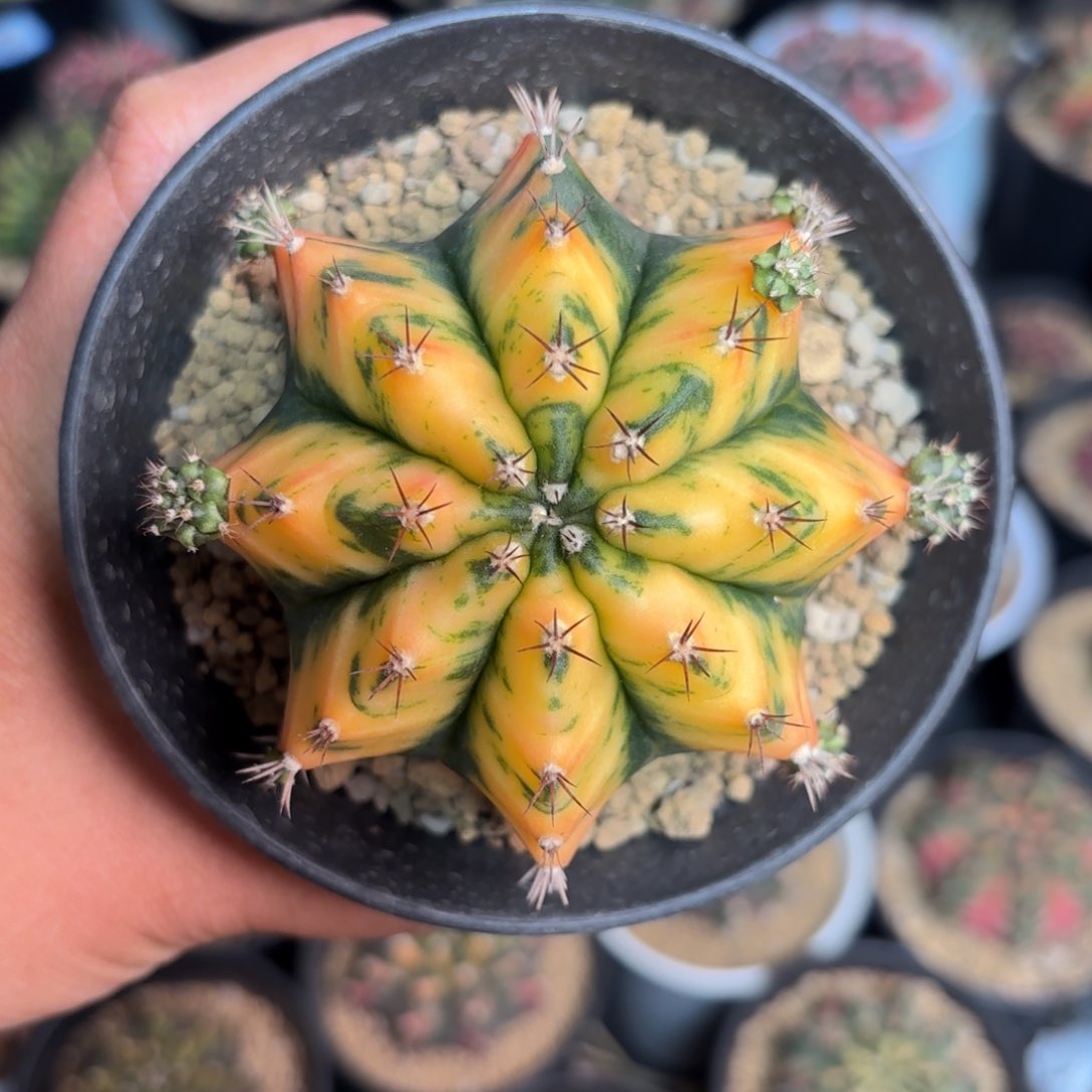 泰系实生米哈仙人球5号