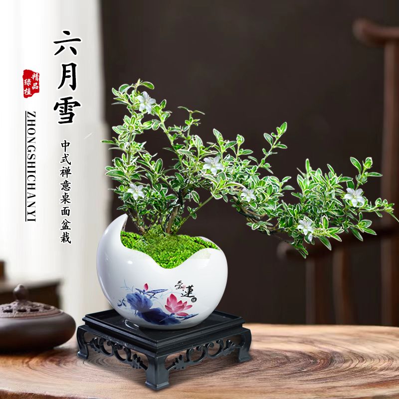 六月雪盆景悬崖客厅茶桌禅意净化空气绿植物办公室茶几桌面小盆栽