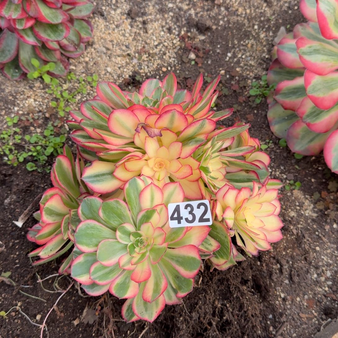 R***姐432多肉植物黑魔锦