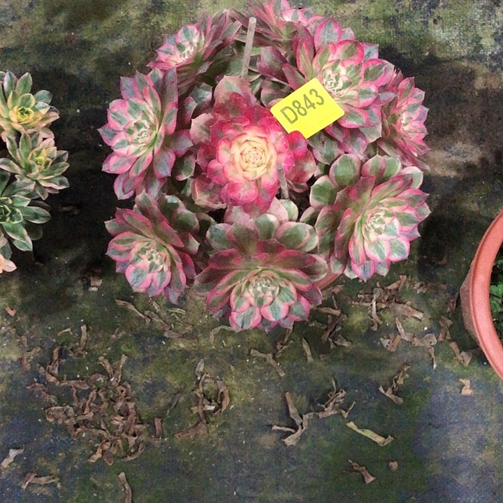 云河多肉8430000000000