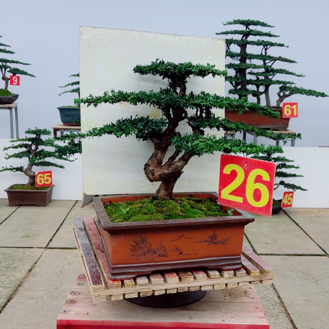 手***地无花朵罗汉松造型盆景树