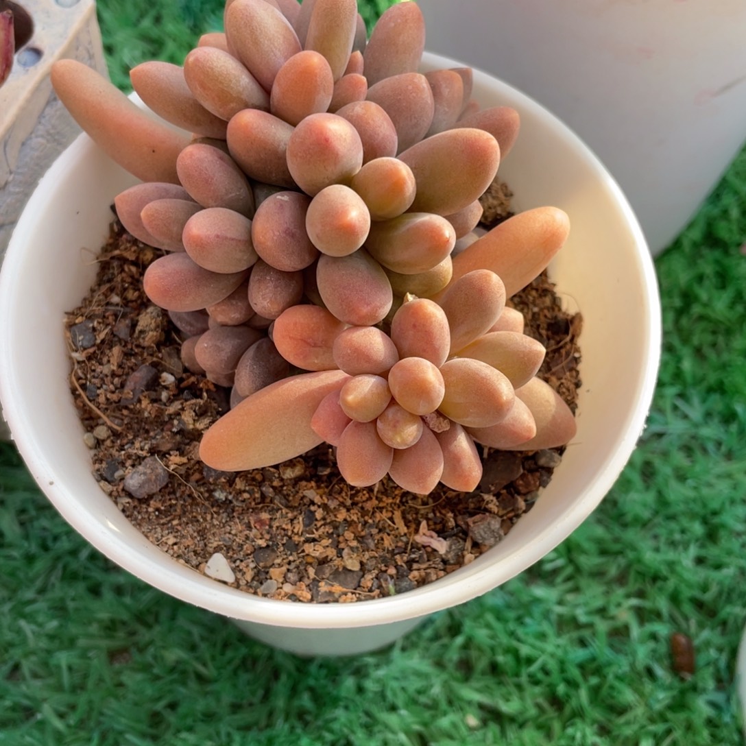 多肉植物盆栽多肉