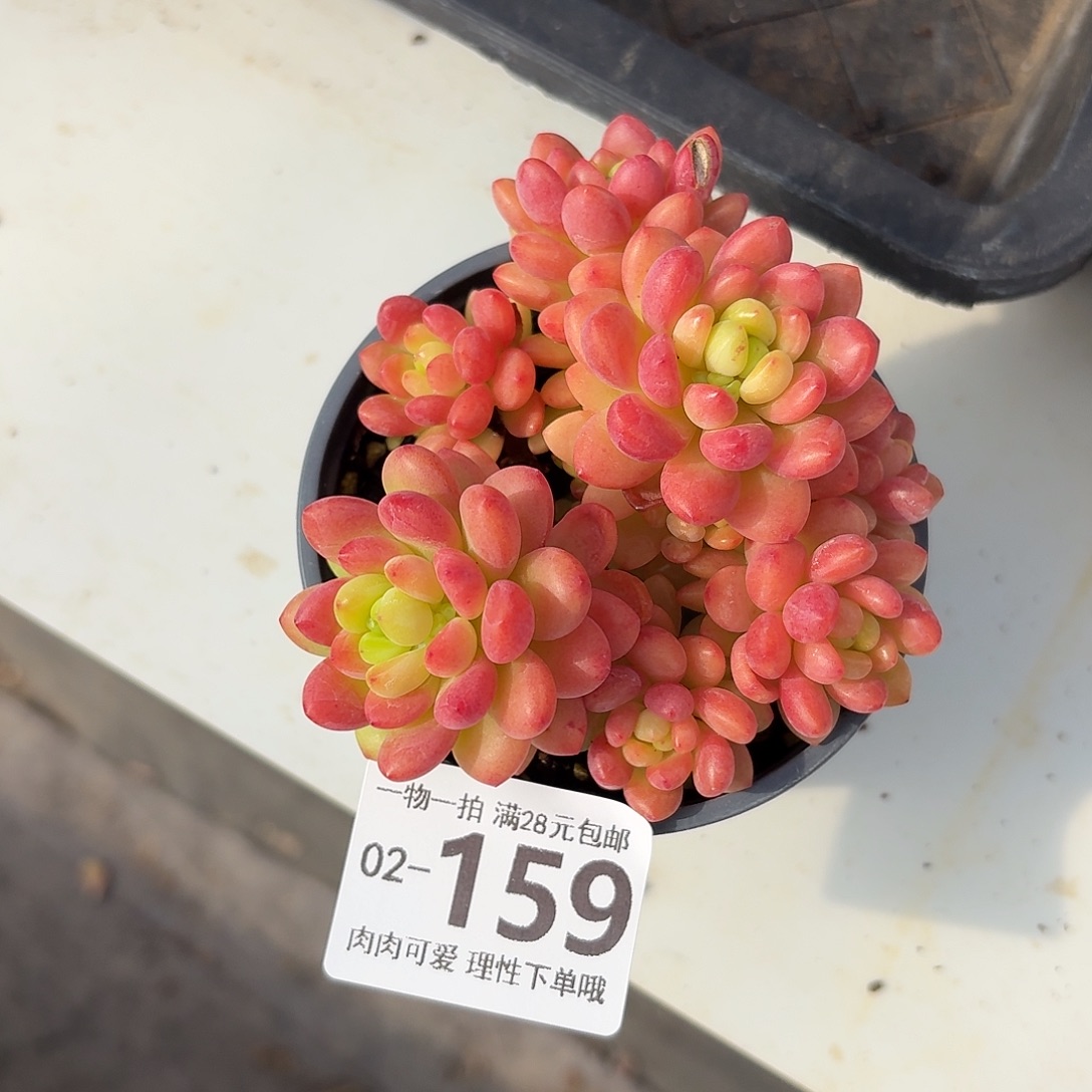 香格里拉无盆土发货无