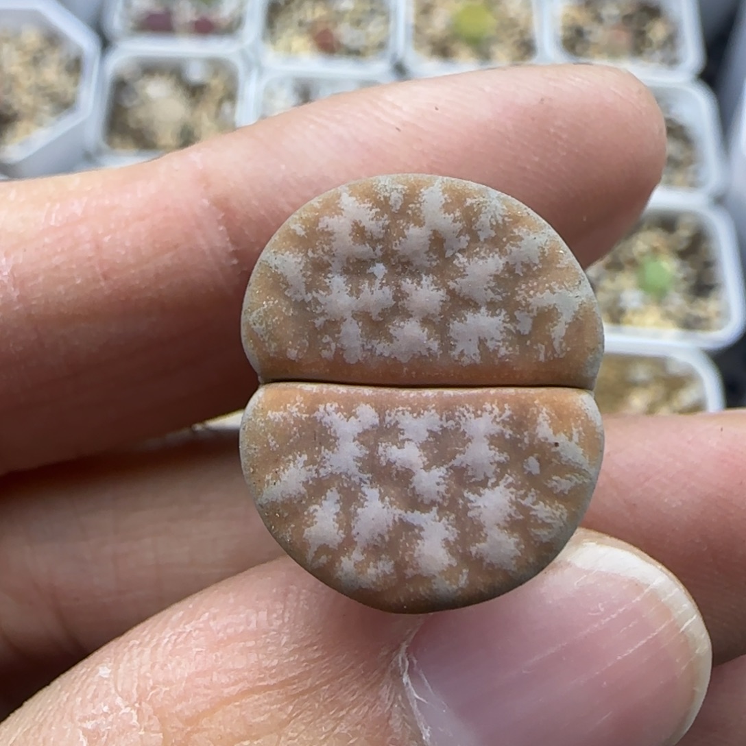 657 清框福利30包邮