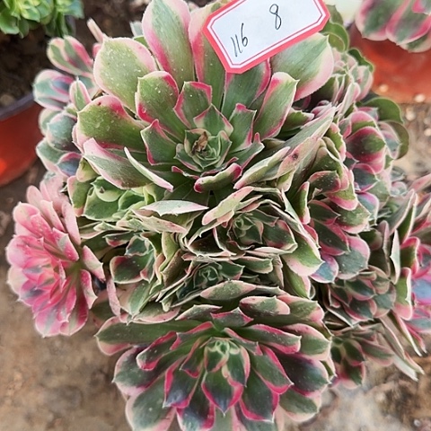 多肉植物粉女郎116