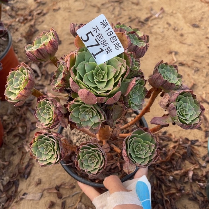 喜***洋571万拉丝手捧1北