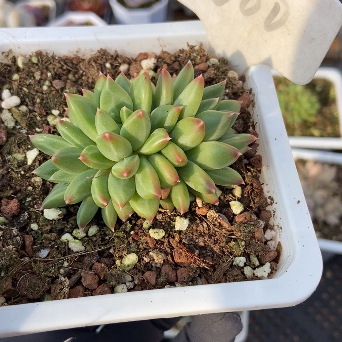 1000甲骨文多肉植物保护