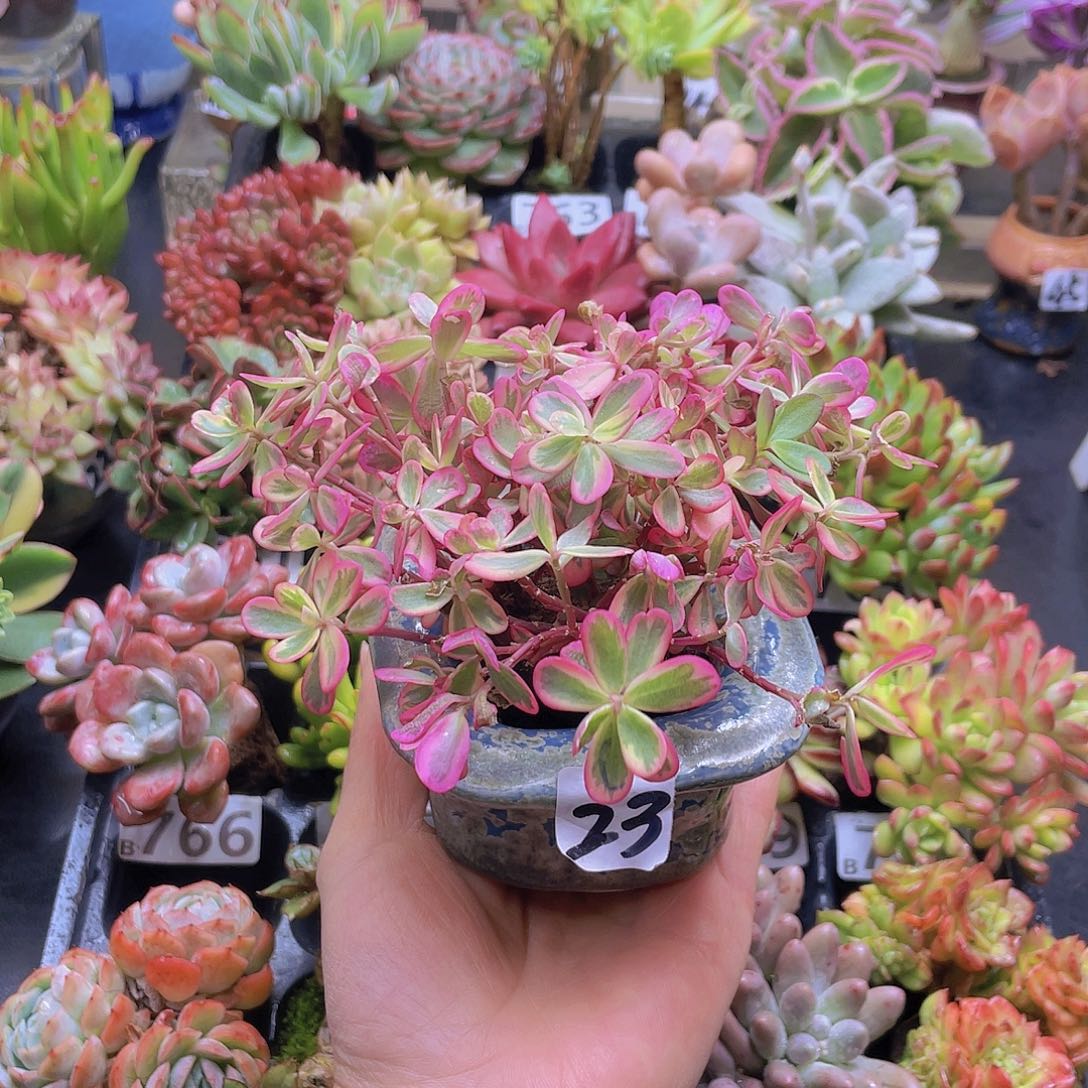 可***。花钱花钱花钱和我花钱
