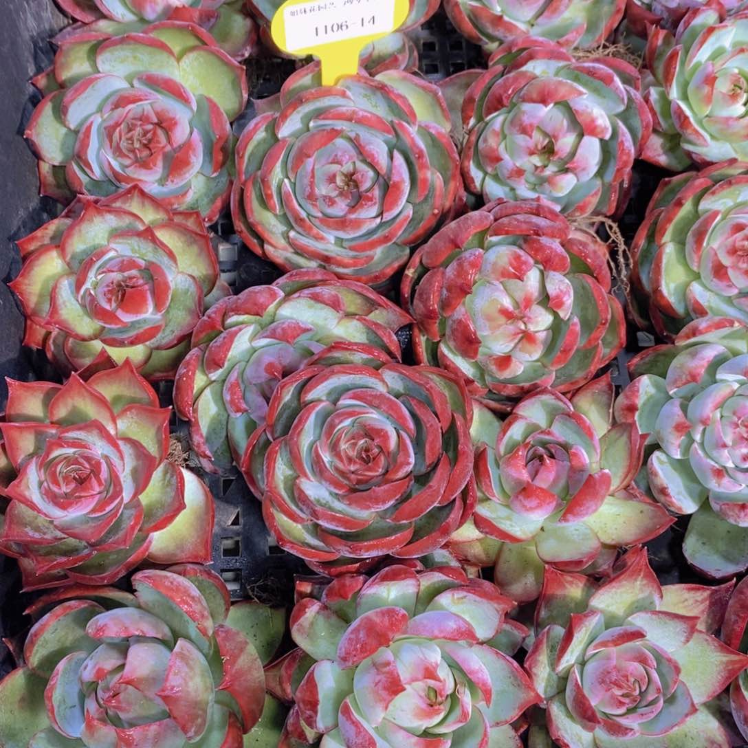 1106-14-惊鸿仙子单头福利一个