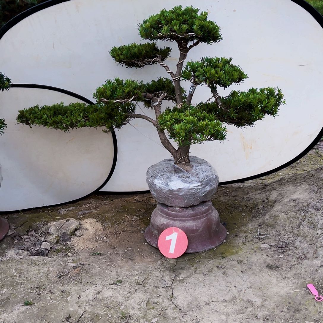 无花朵精品小叶雀舌罗汉松盆景