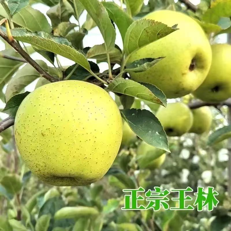 王林苹果树苗嫁接脱毒苹果苗抗寒耐旱酸甜脆口多汁地栽基地直发苗