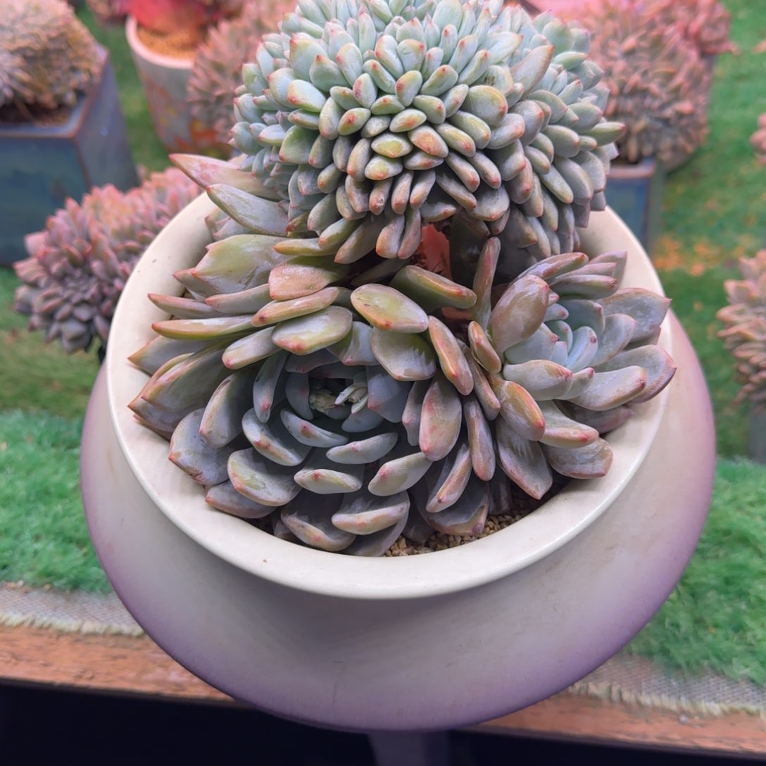 星影树缀无砍多肉