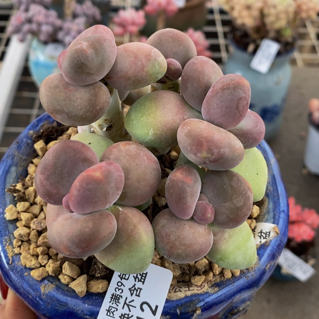 芒果奶酪812/8c m