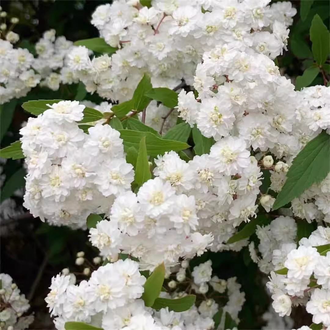 重瓣绣线菊小手球花卉绿植盆栽庭院耐寒插花菱叶绣线菊鲜切花耐热