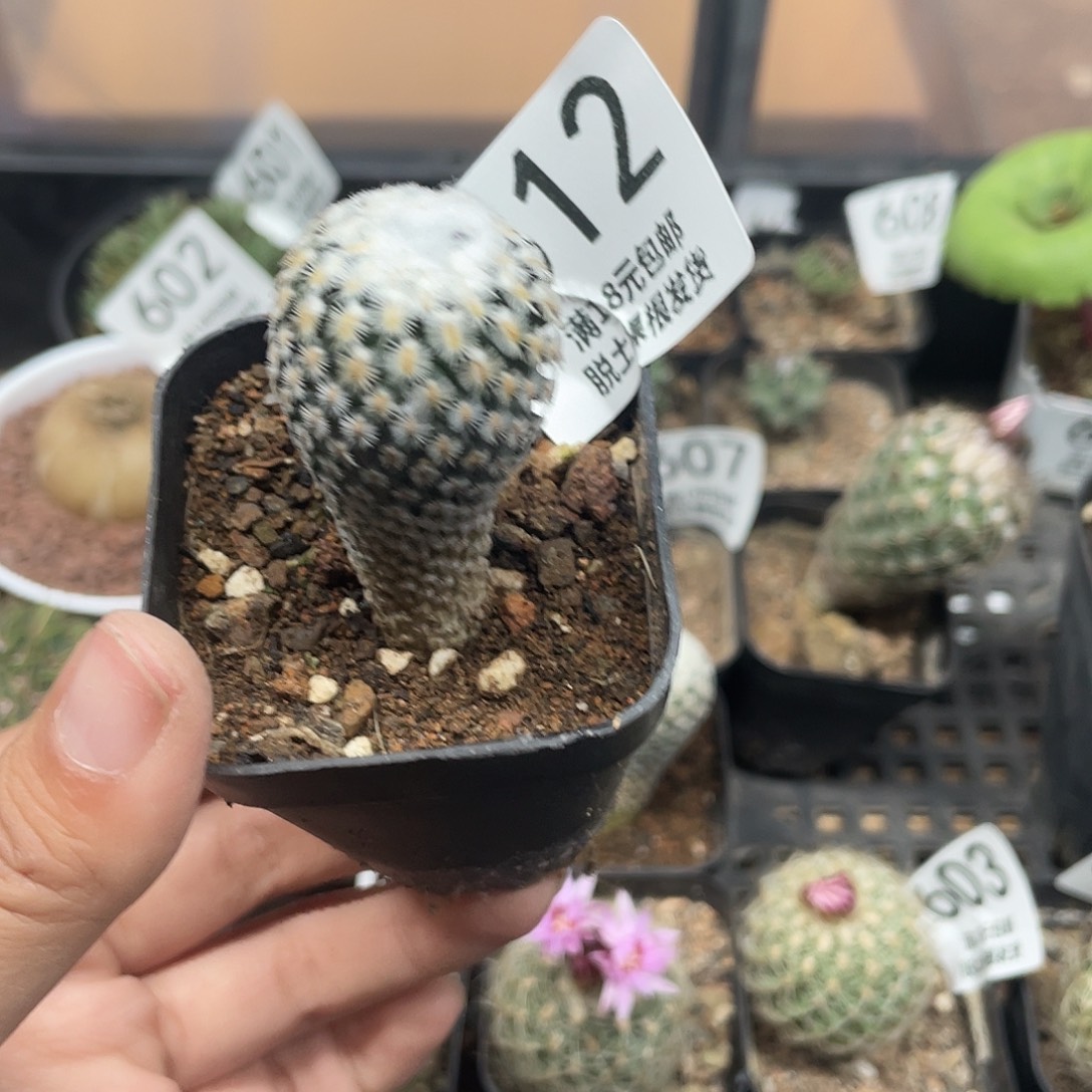 612海胆娇丽仙人球