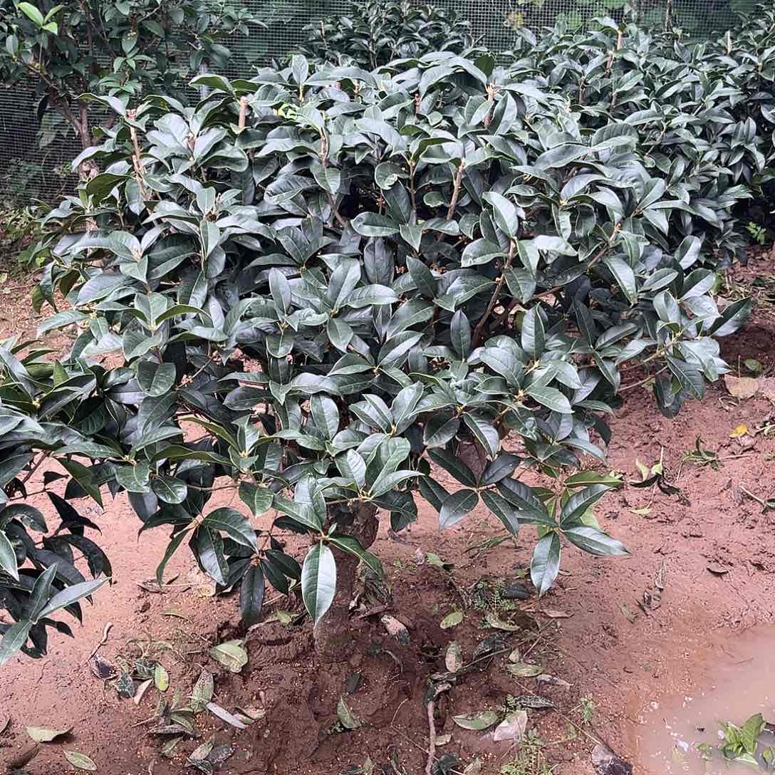 当前无花栽培后可以开花诺*