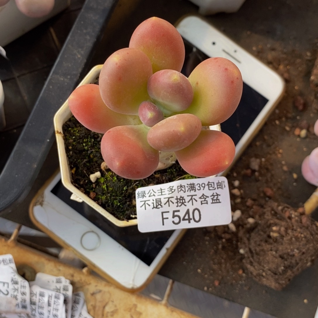 金蟾540/5cm多肉
