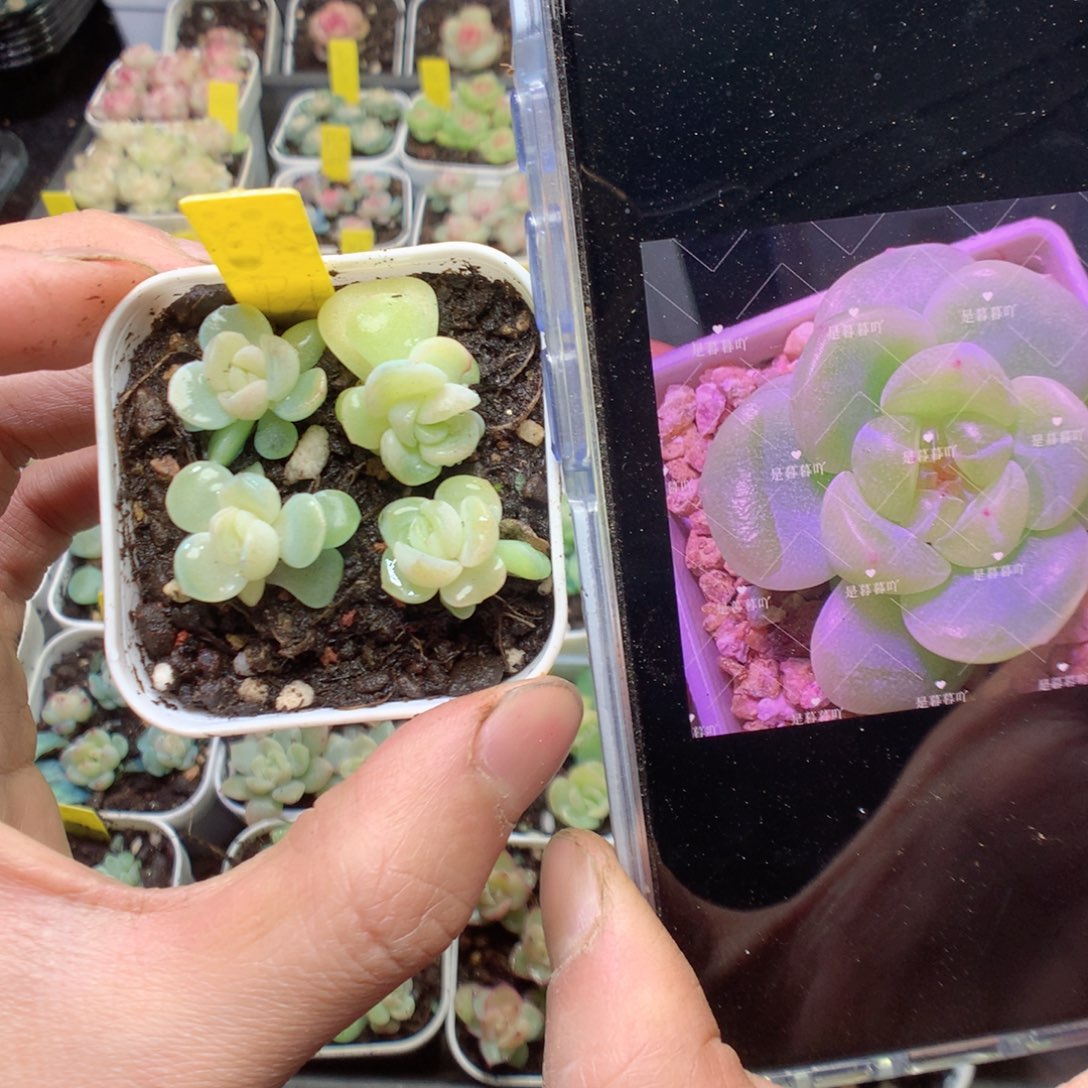 无花朵615 财富 4颗yyyyyy