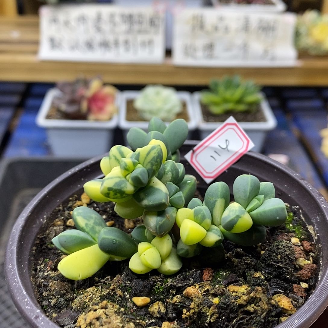 28114 鹿角海棠锦