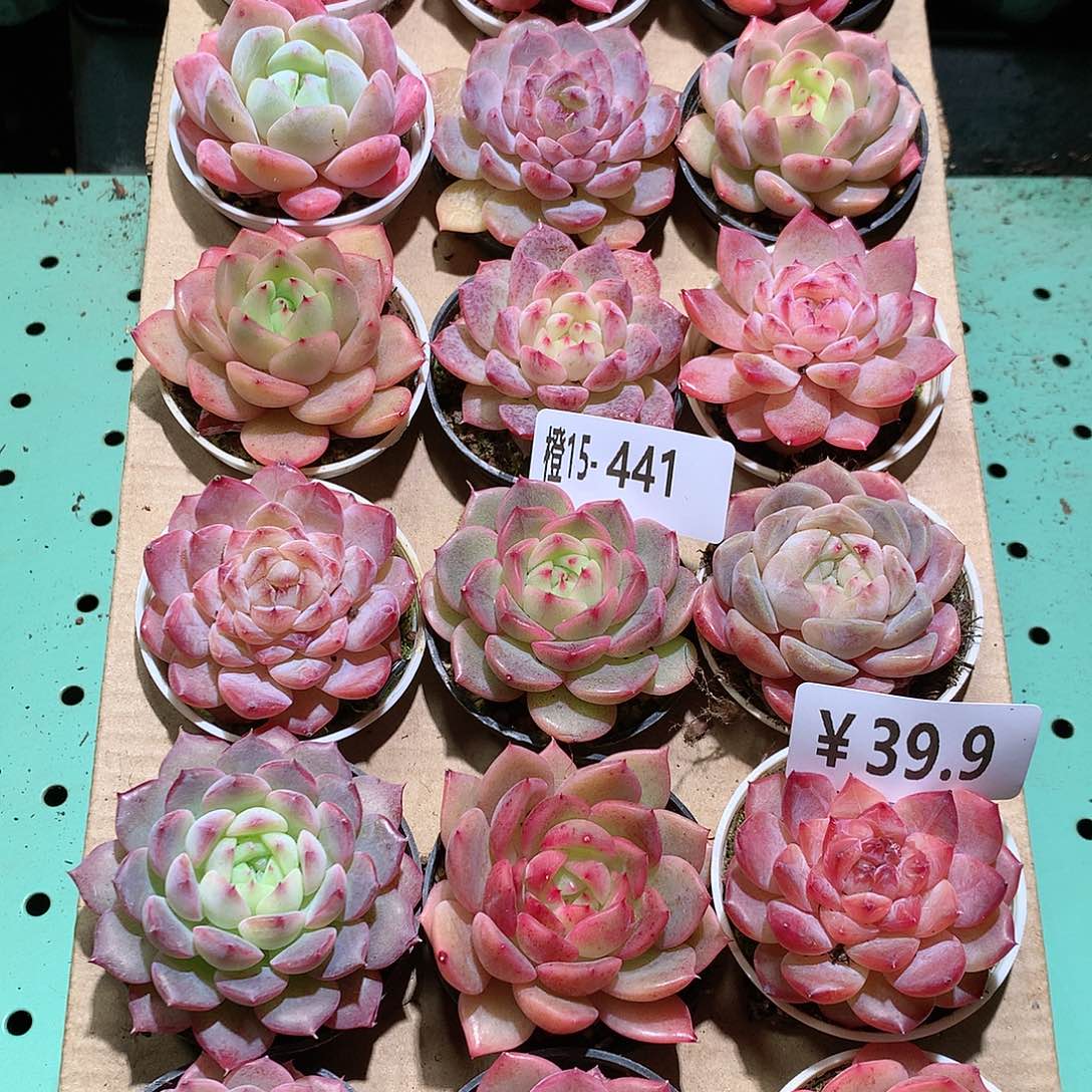 15-441一物一拍带盆18颗