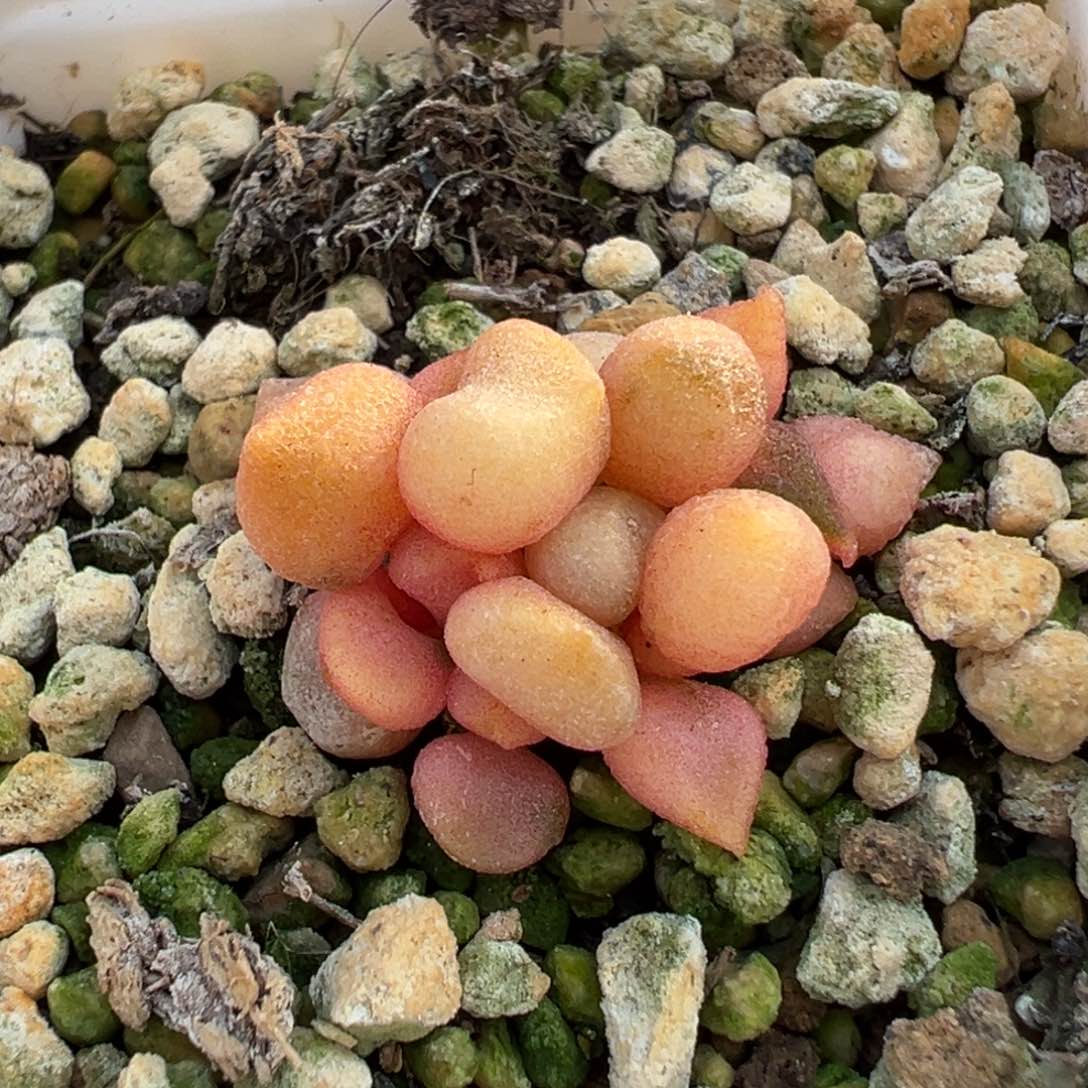 小辣椒锦多肉植物水泡