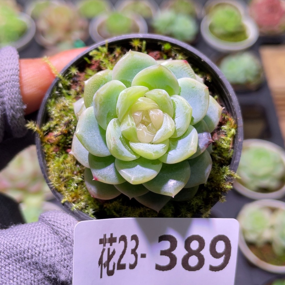 花利美23-389冰蕊