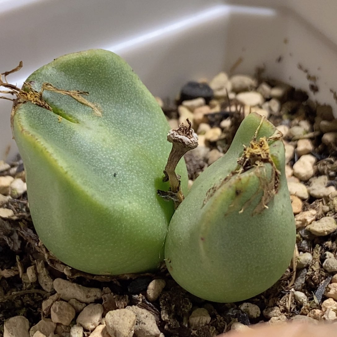 好看好看的双头托马斯shuijiao