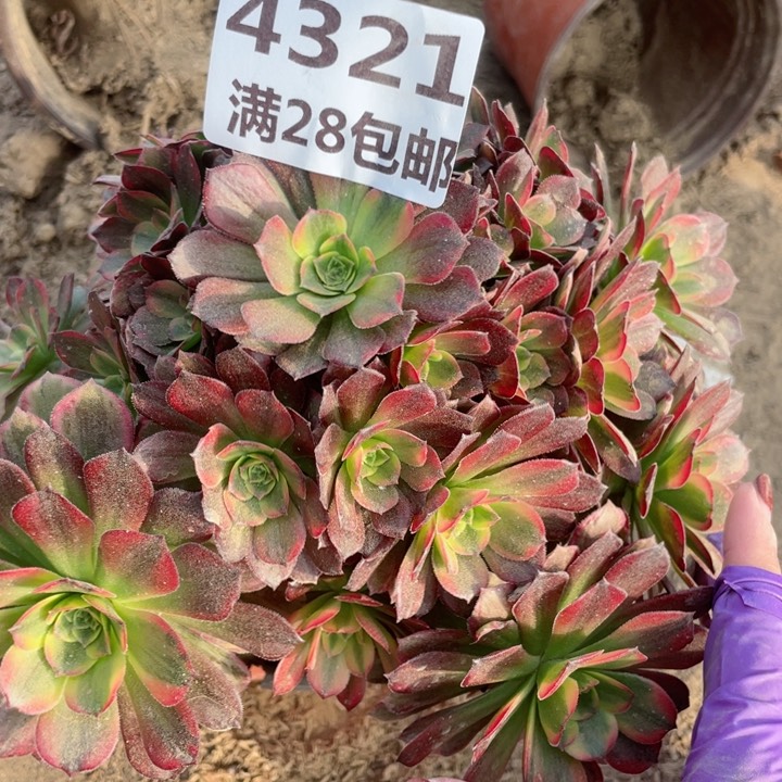 4321二号棚红玫瑰A