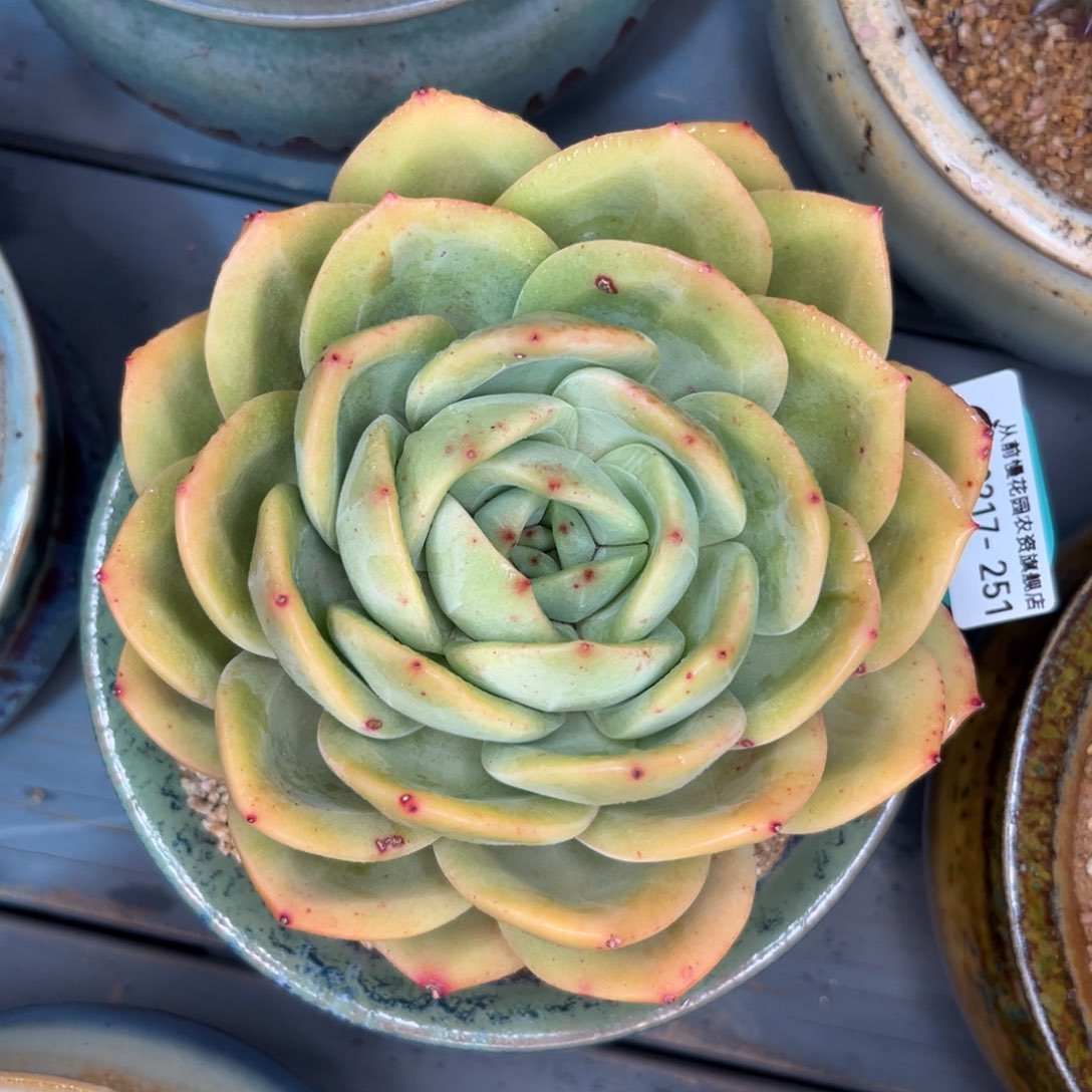 多肉一物一拍0217-251