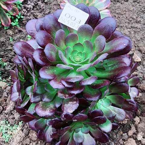 3.3-3荷兰圆叶多肉植物