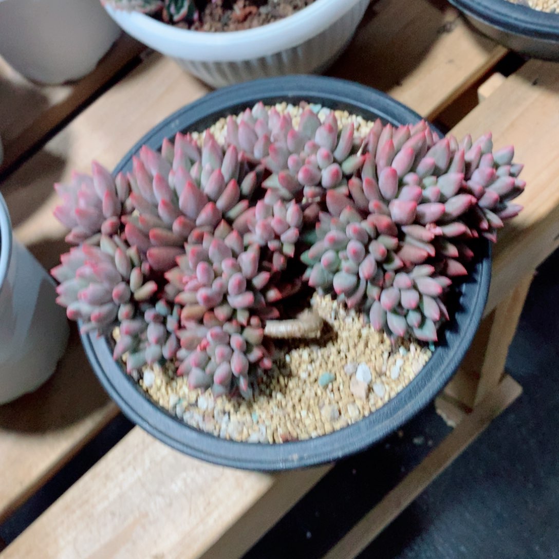 多肉植物多肉植物