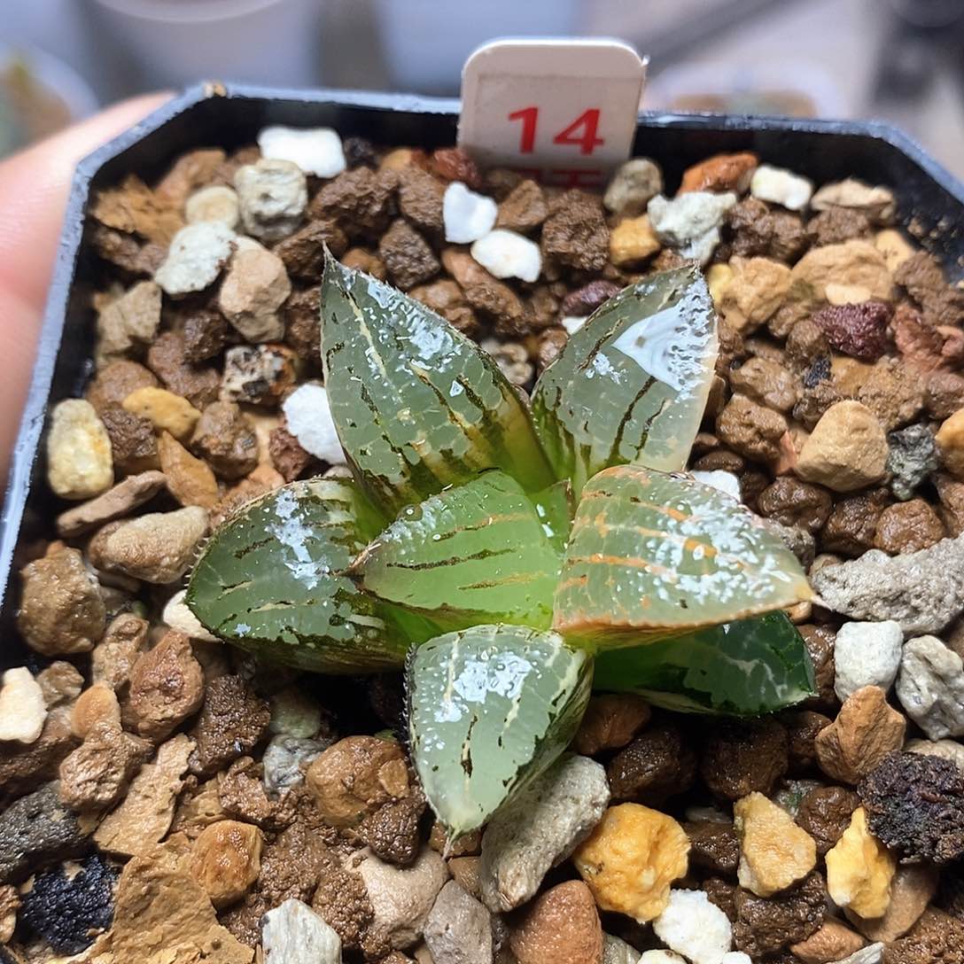 红陶14号阿寒湖寿锦一物一拍