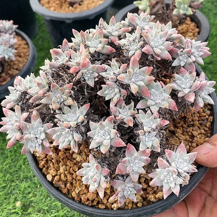 韩版精控白菊福利
