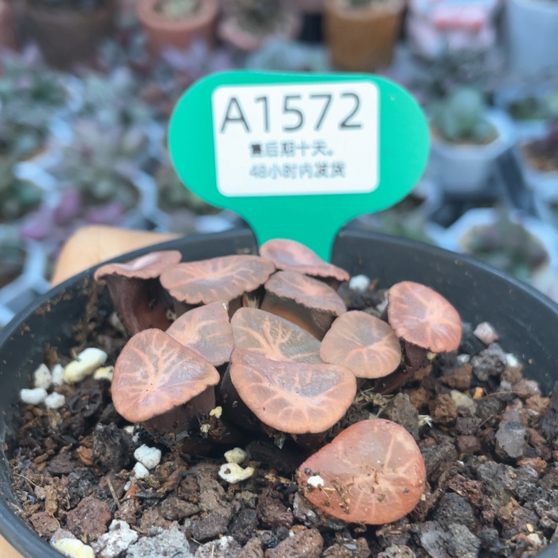 卿*    万象，赠送。 1572。