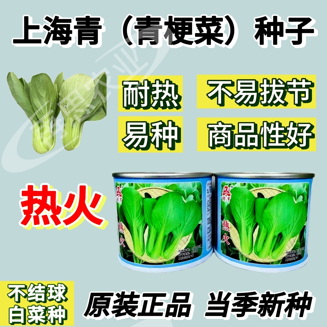 正宗上海青菜种子青梗菜热火夏季种植耐热耐寒原装正品2025年新种