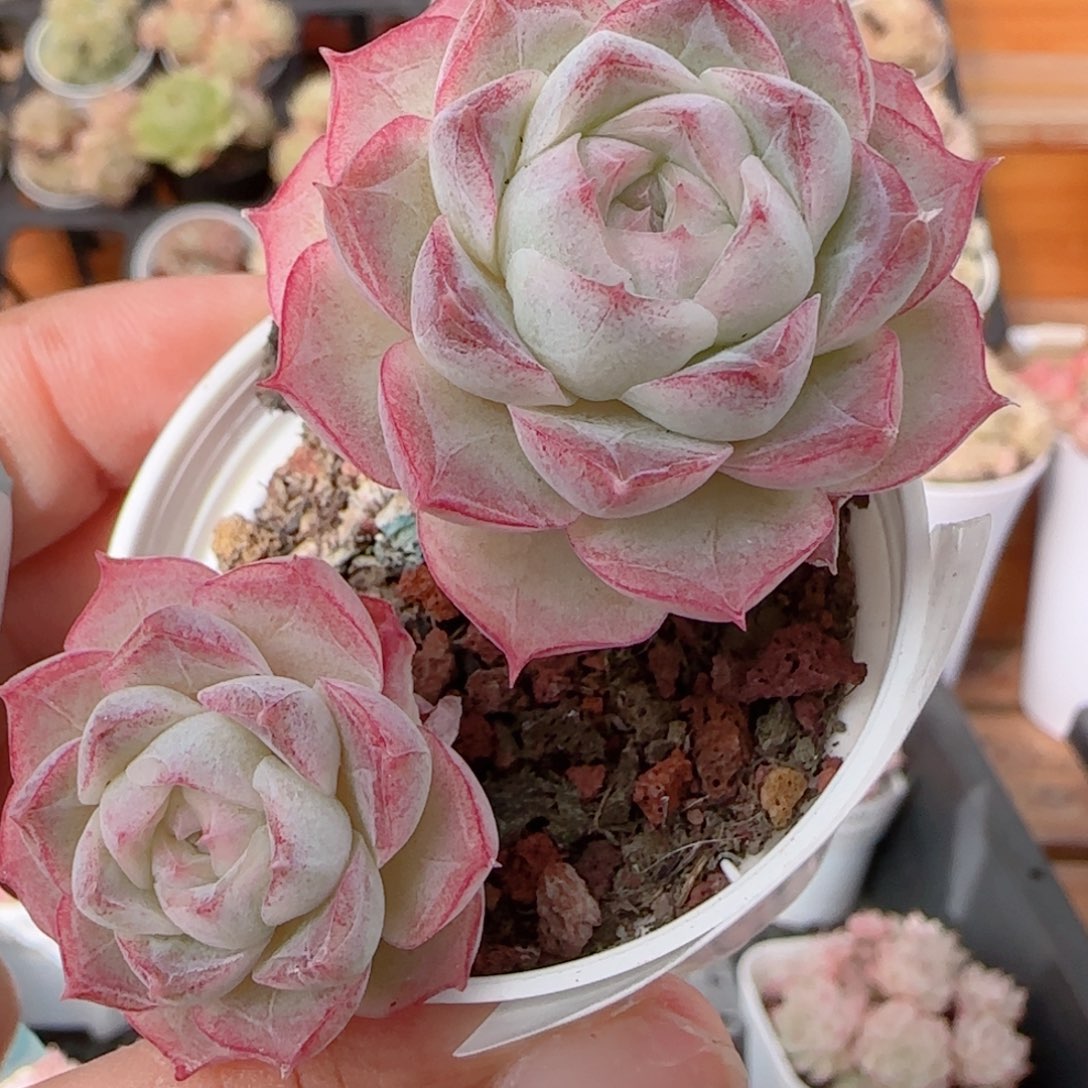 花语多肉1228-291散