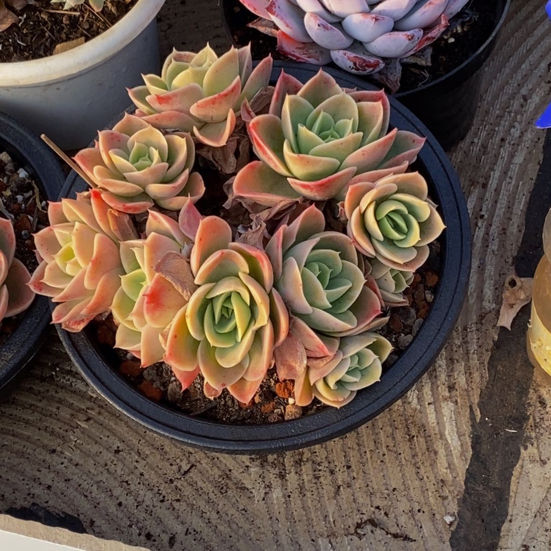 ?**华48包邮一物一拍多肉