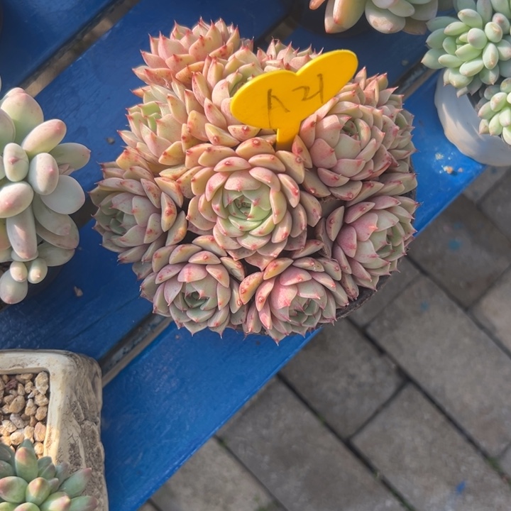 浅***香多肉植物一物一拍