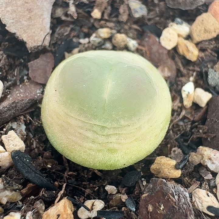 老马生石花1.3拉登510