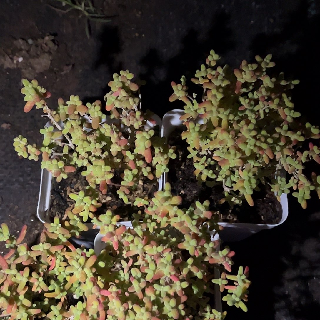 蜜桔枝干番杏优选