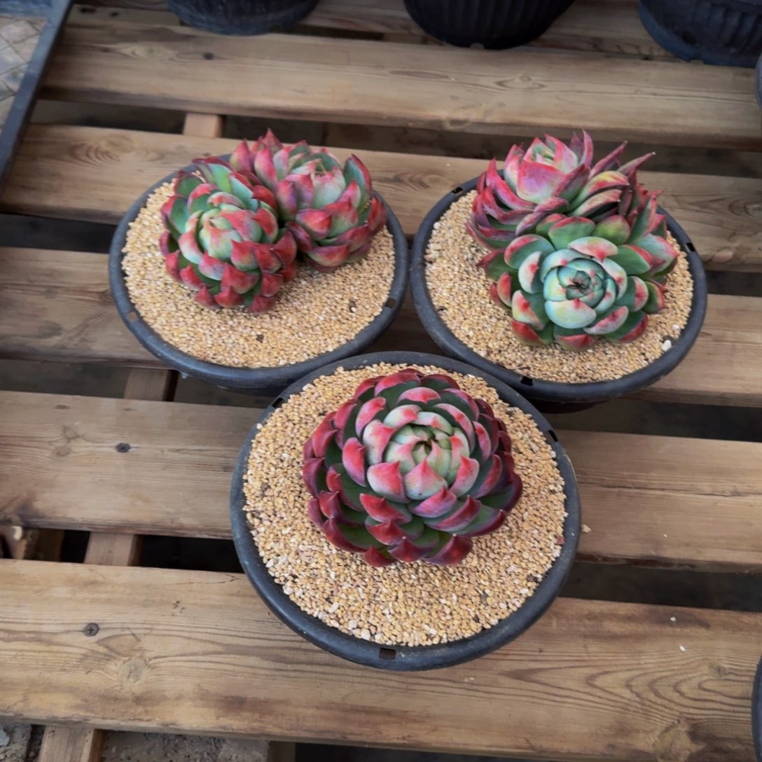 无****惊鸿仙子三颗福利一物一拍不包损