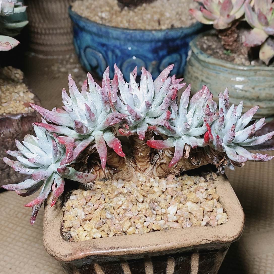 【闪购商品】哈哈哈雪花多肉2173