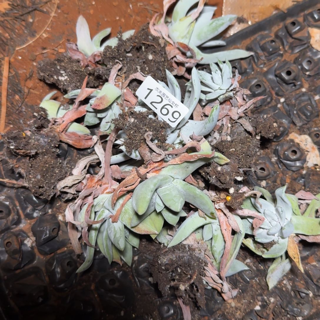 3代杂交仙女杯多肉福利