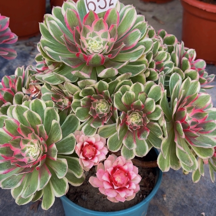 000000000000652孔雀翎