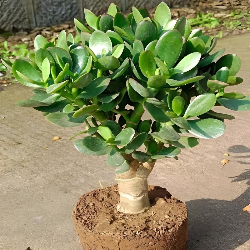 大叶玉树盆栽金枝玉叶办公室内多肉植物老桩肉花卉燕子掌盆景绿植