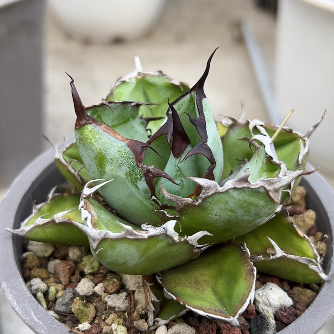 蓝鲸一物一拍偏远不包邮不退不换