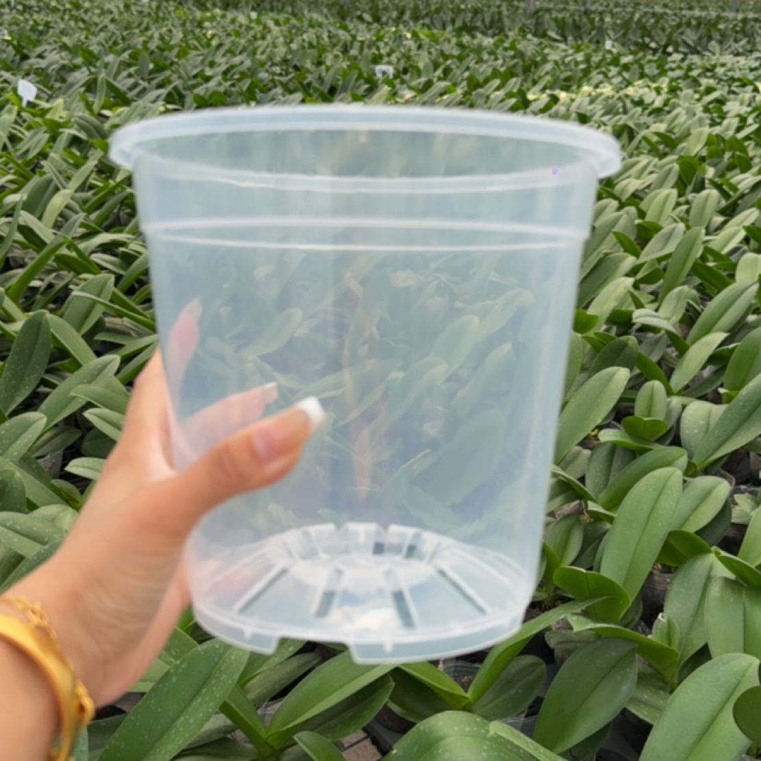 阳光兰业 透明青山控根盆 蝴蝶兰