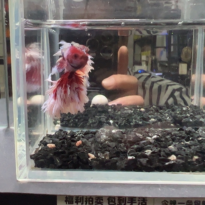 斗鱼竞拍跑单拉黑18日76