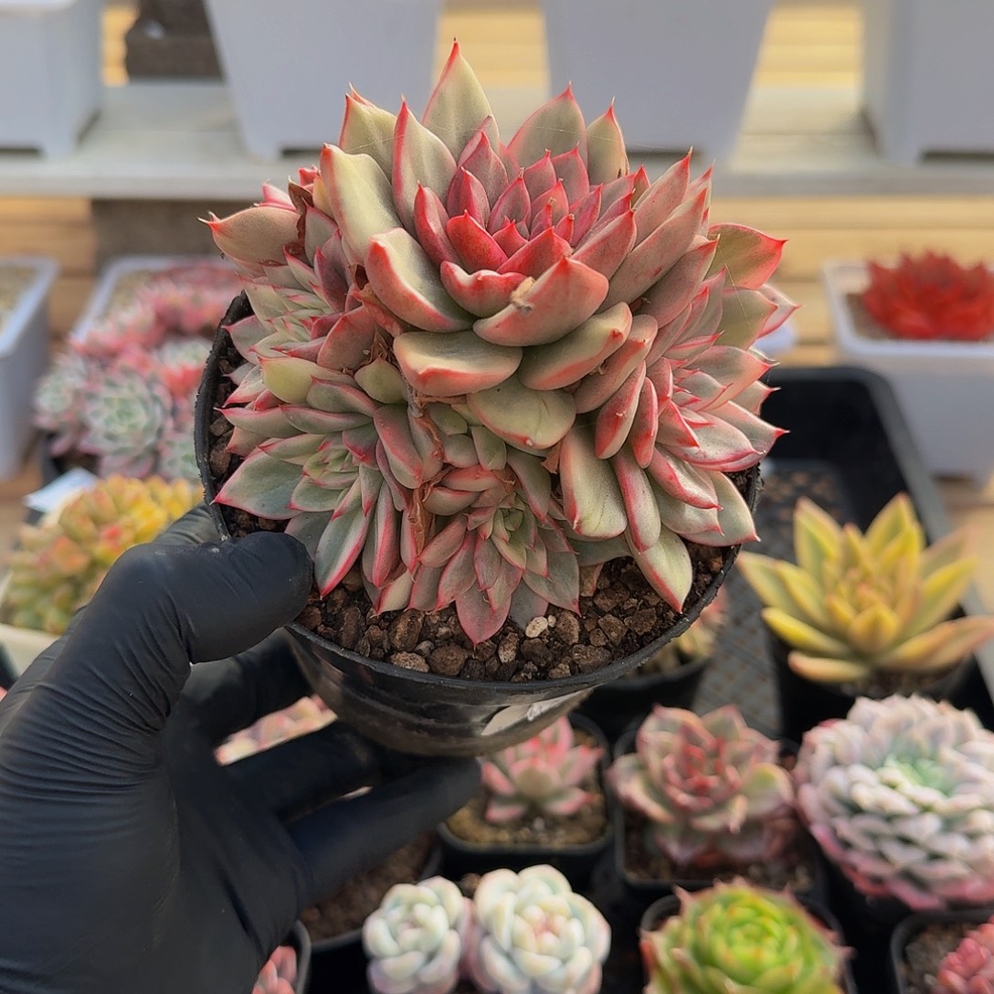 1205-71蔚蓝锦群生